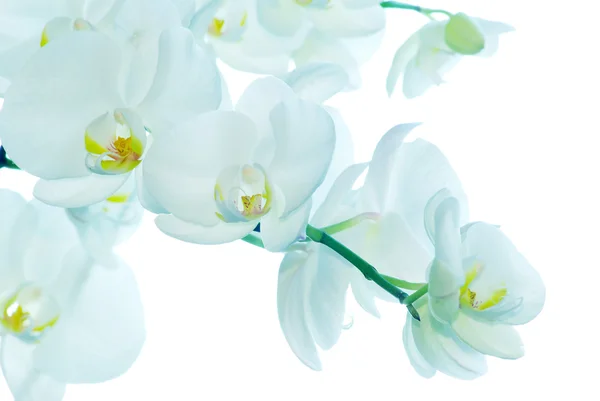 Bílá orchidej — Stock fotografie