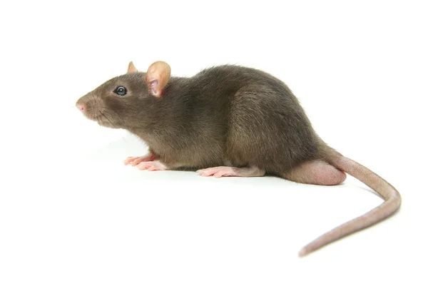 Rat — Photo