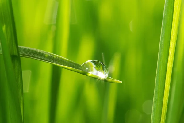 Падіння на траві — стокове фото