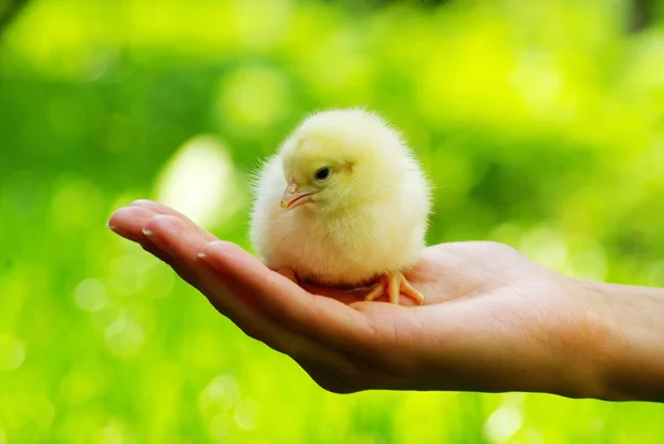 Huhn in der Hand — Stockfoto