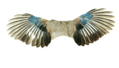 Wings clipart