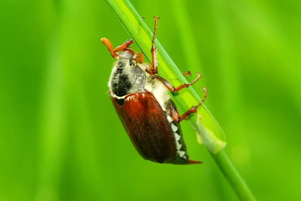 Mai-inseto — Fotografia de Stock