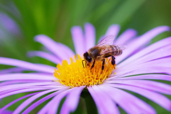Flor y abeja — Foto de Stock