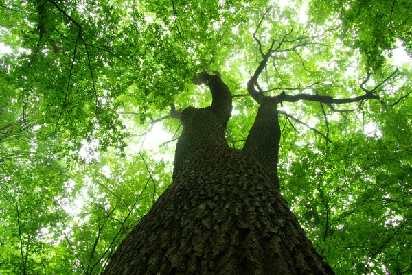 Yeşil ağaç — Stok fotoğraf
