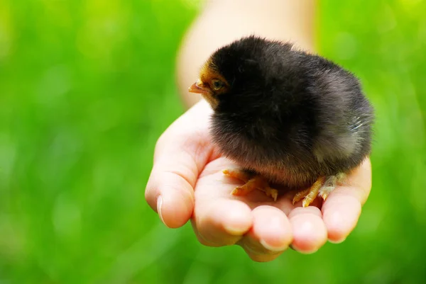 小さな鶏 — ストック写真
