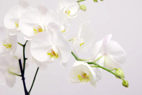 Květ orchideje — Stock fotografie