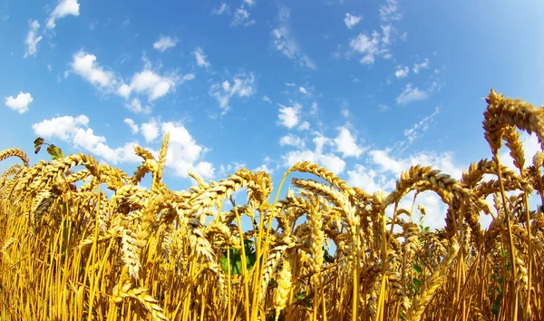 Weizen über dem Himmel — Stockfoto