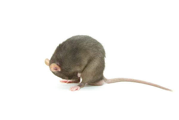 Ratte — Stockfoto
