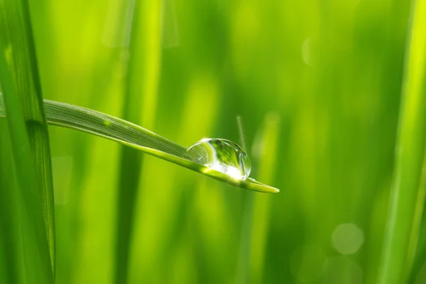 Goccia sull'erba — Foto Stock