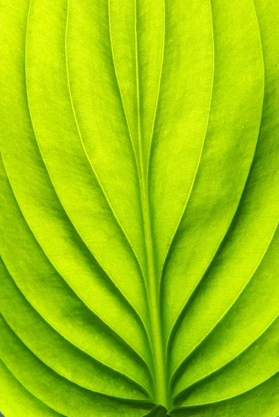 Hoja verde — Foto de Stock