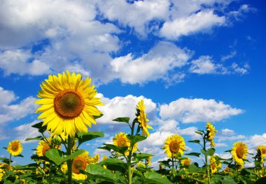 Sunflower field clipart