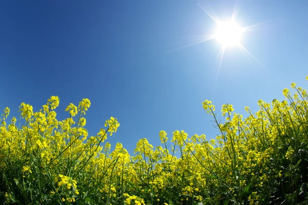 Stock image Rape field