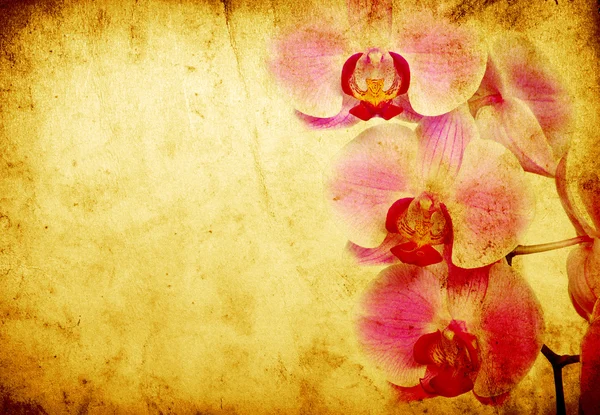 Orquídea — Foto de Stock