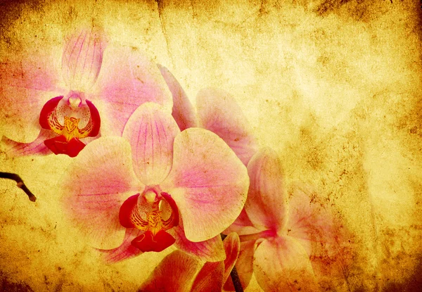 stock image Orchid