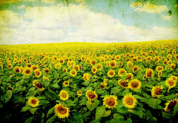 stock image Sunflower field