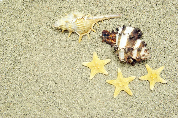 Starfish Și Shells — Fotografie, imagine de stoc
