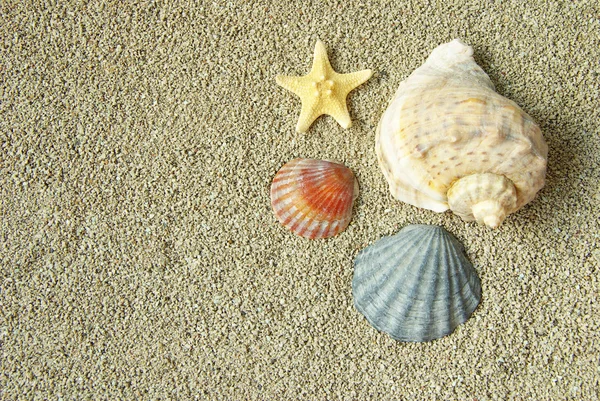 Hvězdice a shell — Stock fotografie