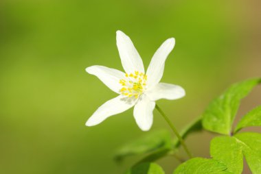 White flower clipart