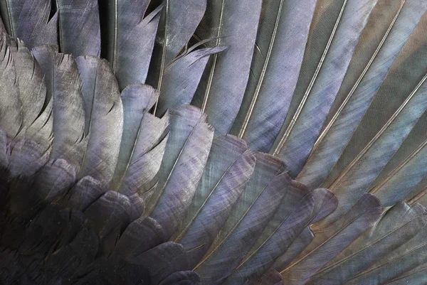 깃털 — 스톡 사진
