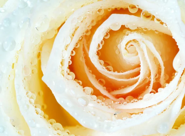 Троянда з краплями — стокове фото