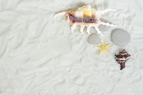 Shells on beach — Stock Photo, Image