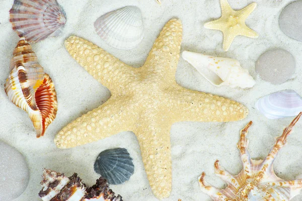 Морские звезды и раковины — стоковое фото