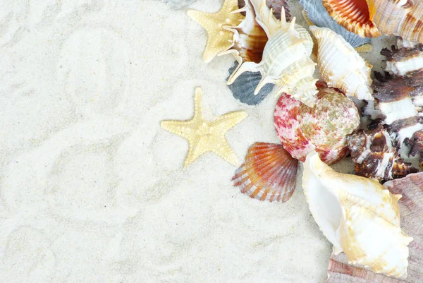 Estrella de mar y conchas —  Fotos de Stock