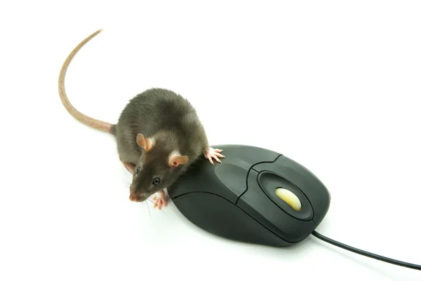 Ratón y ratón de ordenador — Foto de Stock