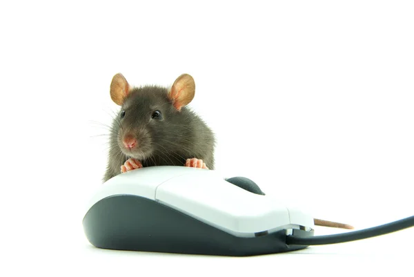 Крыса на компьютерной мыши — стоковое фото