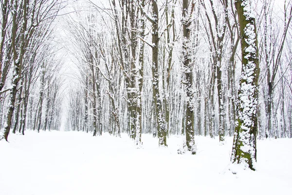 Bosque de invierno — Foto de Stock