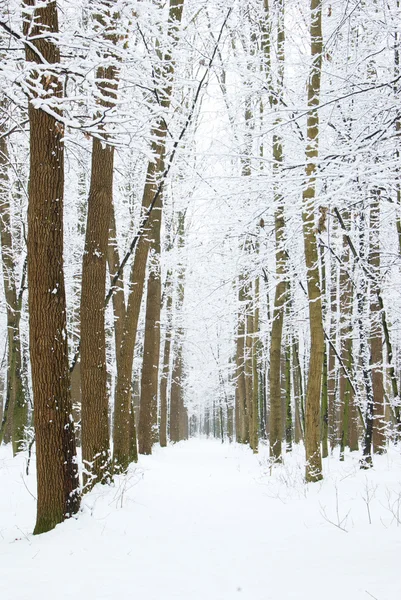 stock image Nature