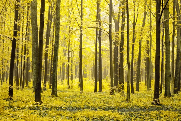 Φθινοπωρινό δάσος — Φωτογραφία Αρχείου