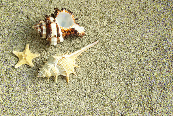 Морские звезды и раковины

