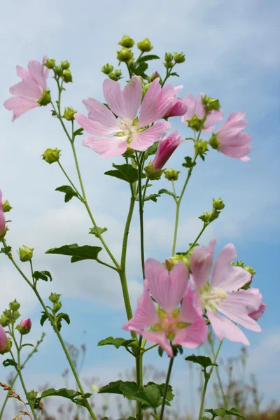 Viol blomma — Stockfoto