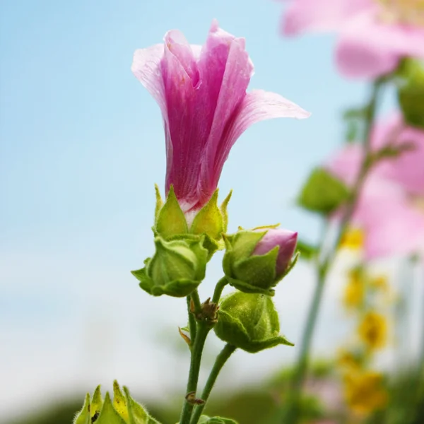 Фіолетовий квітка Ліцензійні Стокові Фото