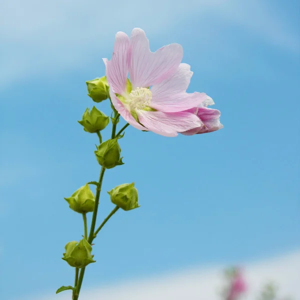Viol blomma Stockbild