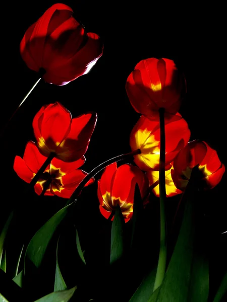 Tulips illuminated in night — Stock Photo, Image
