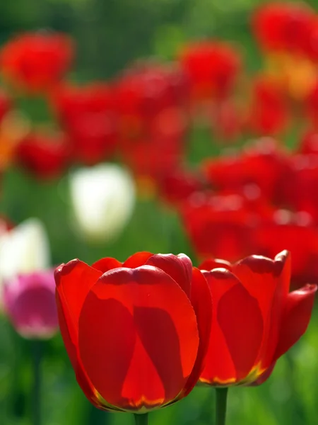 Red tulips in garden — Stock Photo, Image