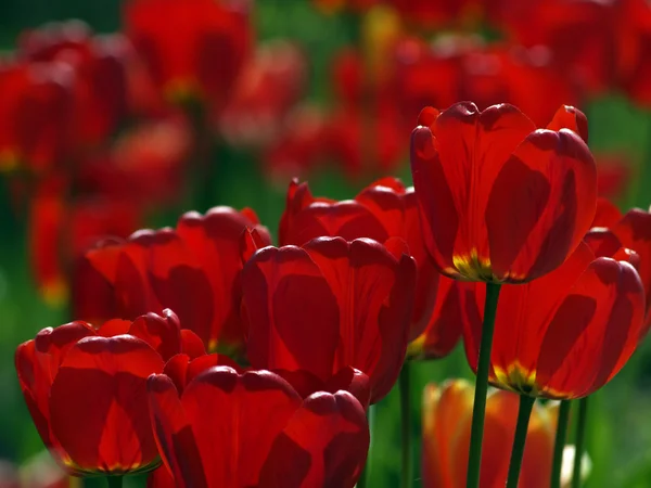 Røde tulipaner i hagen – stockfoto