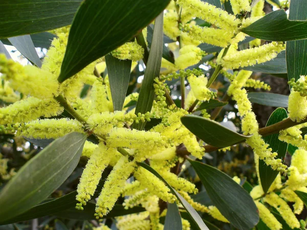 stock image Yellow flowers