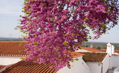 Pembe çiçek şube