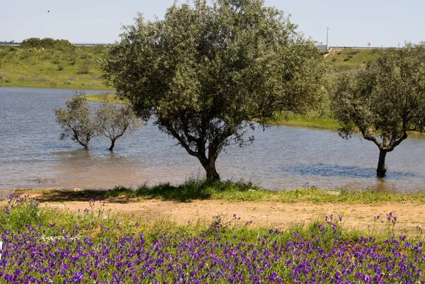 stock image Oliva's trees