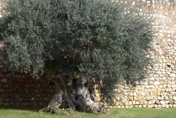 Oude olijfboom — Stockfoto