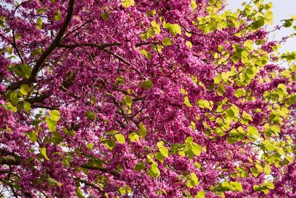 Ветвь розовых цветов — стоковое фото