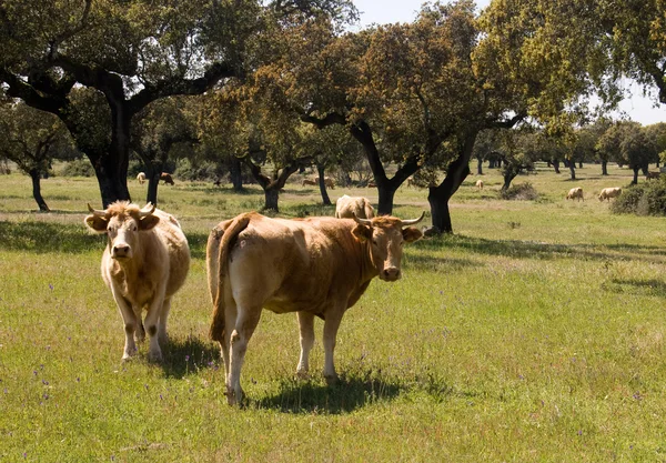 Mucche pascolate su un prato — Foto Stock