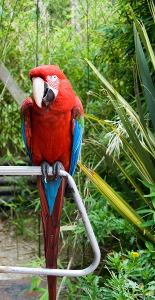 O papagaio-arara empoleirado em um ramo — Fotografia de Stock