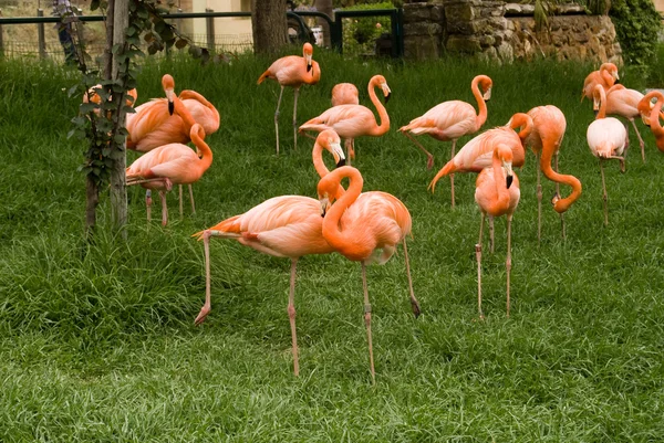 O grupo de flamingos no zoológico — Fotografia de Stock