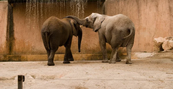 Az elefántok család — Stock Fotó