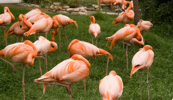 A csoport a flamingók az állatkertben — Stock Fotó