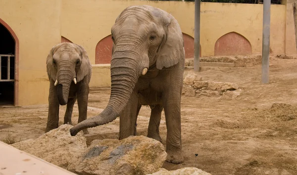 Familjen elefanter — Stockfoto